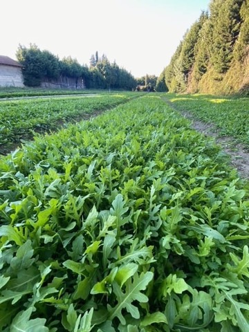 producteur de salade Avignon